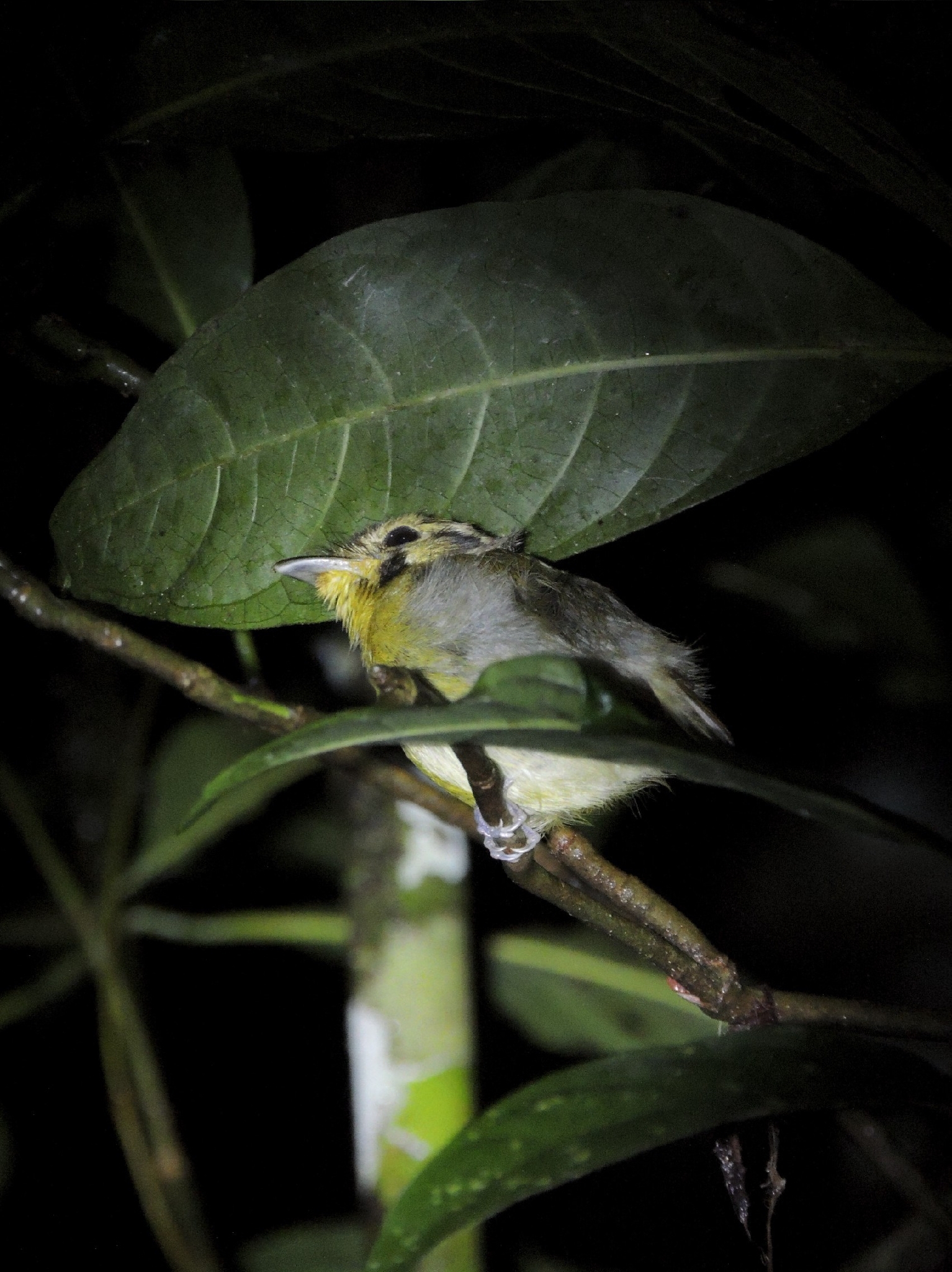 Golden-crowned Spadebill (Platyrinchus coronatus), photo 6