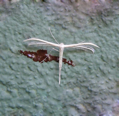 Pterophorus