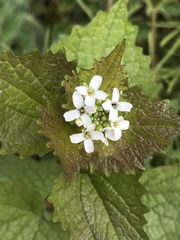 Alliaria petiolata