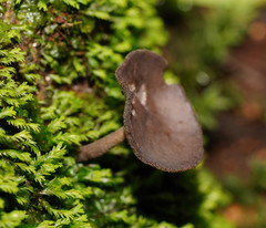 Helvella fibrosa