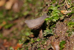Helvella fibrosa