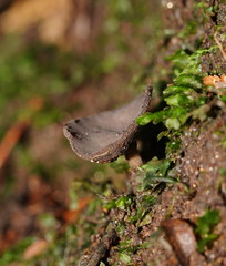 Helvella fibrosa