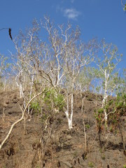 Eucalyptus alba