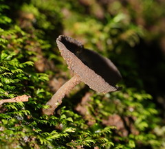 Helvella fibrosa