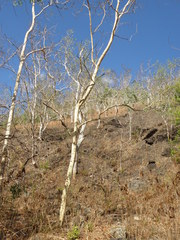 Eucalyptus alba