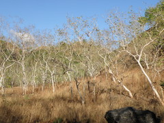 Eucalyptus alba