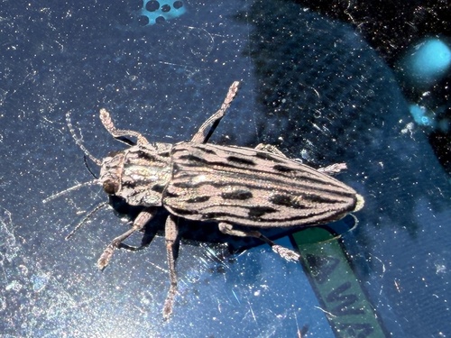 Western Sculptured Pine Borer photo 5