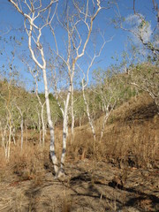 Eucalyptus alba