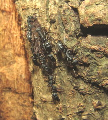 Leptogenys maxillosa