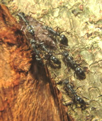 Leptogenys maxillosa