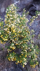 Hippocrepis