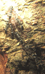 Leptogenys maxillosa