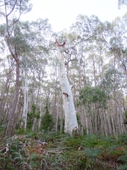 Eucalyptus dalrympleana