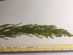 Aspalathus obtusifolia