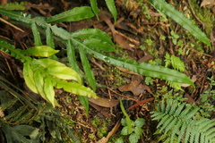 Blechnum patersonii