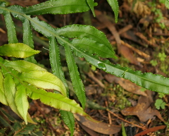 Blechnum patersonii