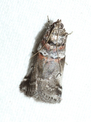 Acrobasis legatea