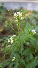 Cardamine hirsuta