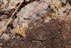 Phaeoclavulina ochracea