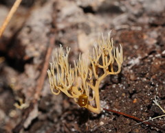 Phaeoclavulina ochracea