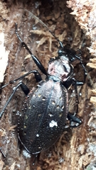 Carabus depressus