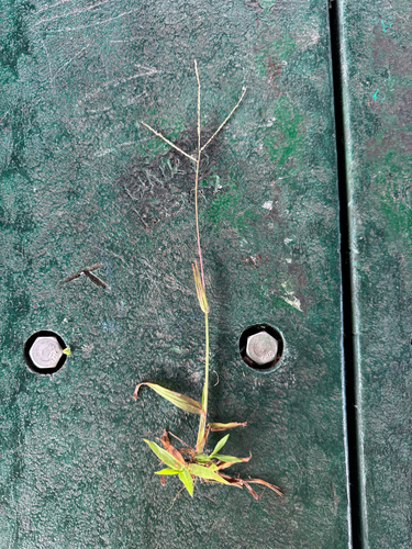 Digitaria stricta observed 2026-05-22