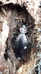 Carabus depressus