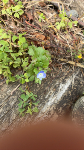 bird's-eye speedwell