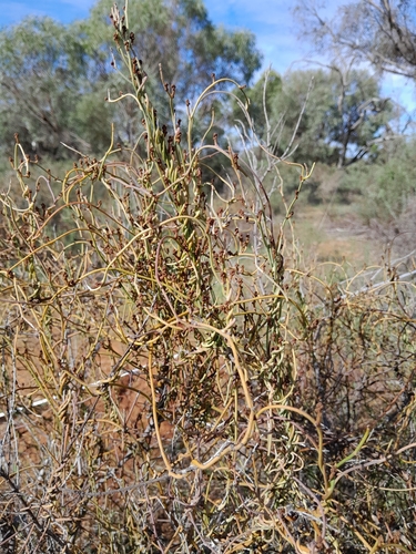 Coarse Dodder-laurel
