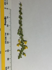 Aspalathus obtusifolia