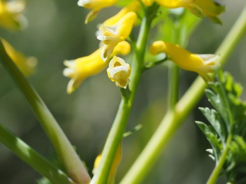 Image of Corydalis heterocarpa by (c) Yoshimasa Uchiyama, some rights reserved (CC BY)