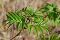 Sorbus sambucifolia