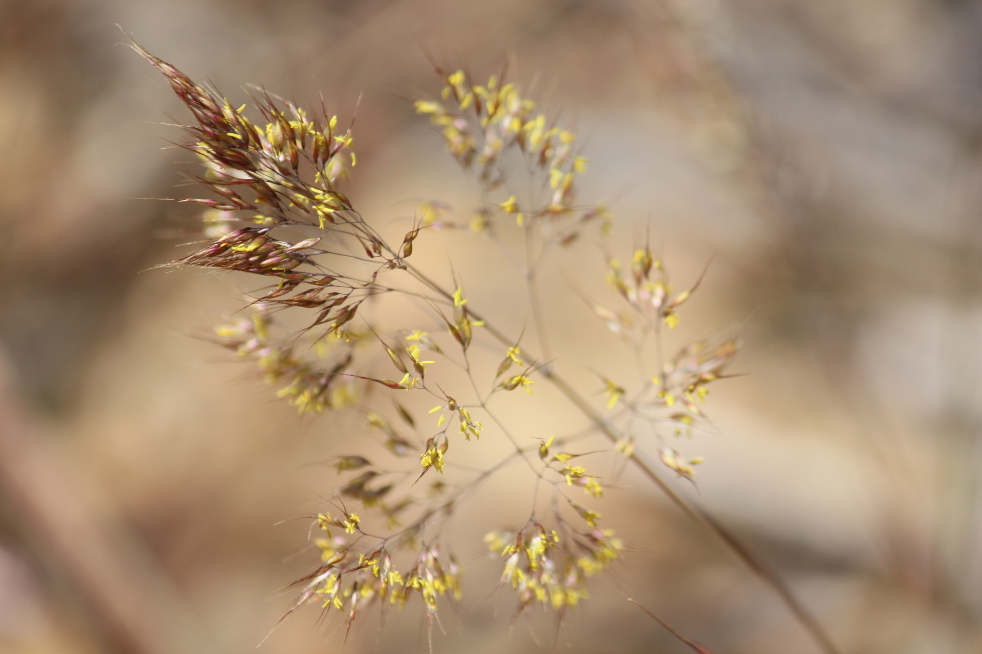 Pentameris pallida