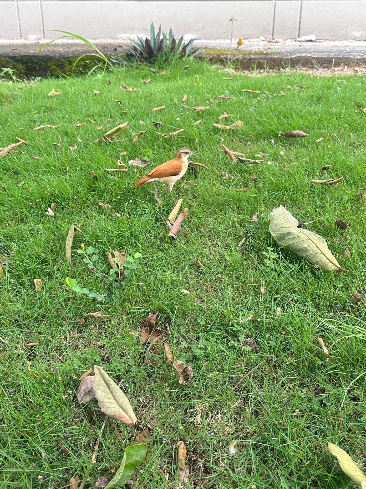 Pale-legged Hornero (Furnarius leucopus), photo 7