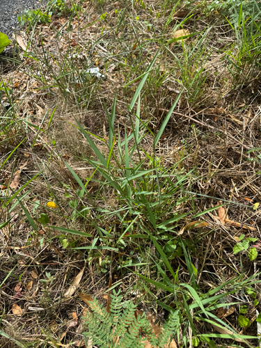 Melinis repens observed 2026-05-22