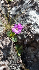Primula pedemontana