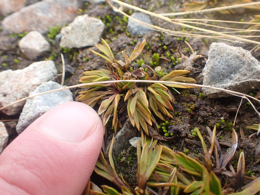 Aciphylla monroi; photograph (c) Paul Bell-Butler, some rights reserved (CC BY)