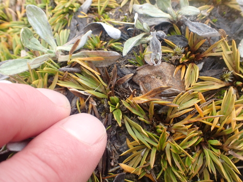 Aciphylla monroi, photograph 2