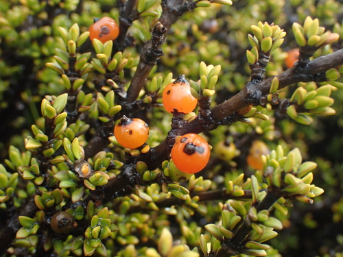 Coprosma fowerakeri, photograph 5