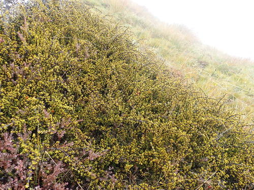 Coprosma fowerakeri, photograph 4