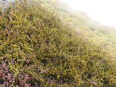 Coprosma fowerakeri, photograph (c) Paul Bell-Butler, some rights reserved (CC BY)