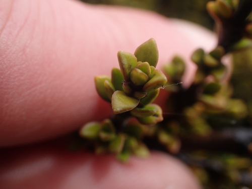 Coprosma fowerakeri, photograph 6
