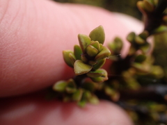 Coprosma fowerakeri, photograph (c) Paul Bell-Butler, some rights reserved (CC BY)