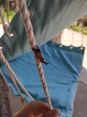 Clostera curtula