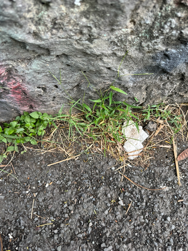 Digitaria nuda, 2026-05-22