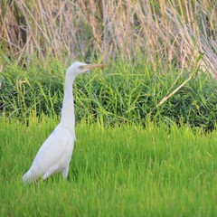 Bubulcus ibis