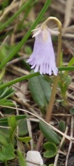 Soldanella pusilla