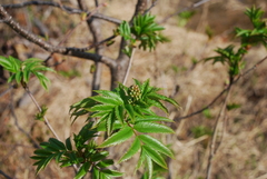 Sorbus sambucifolia