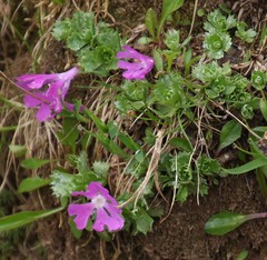 Primula minima