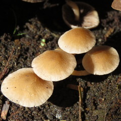 Agaricales